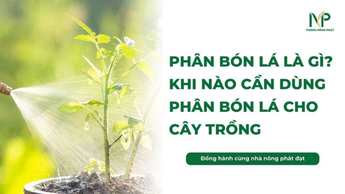 Phân bón lá