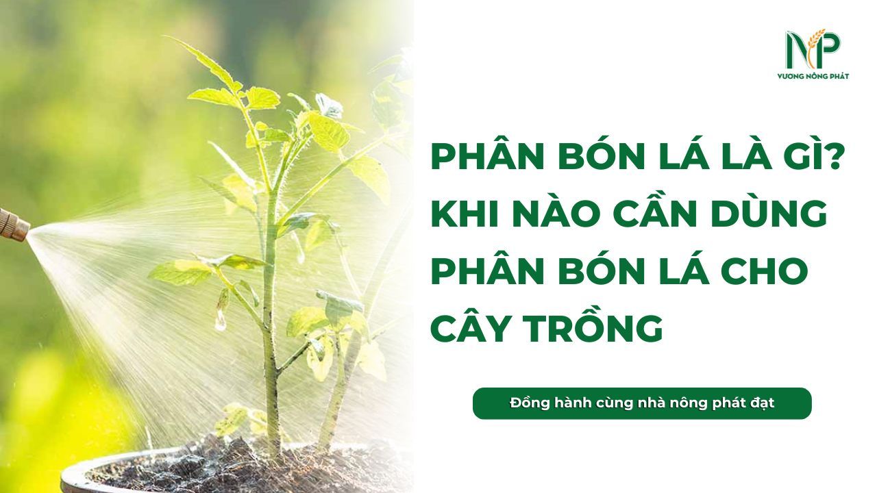 Phân bón lá