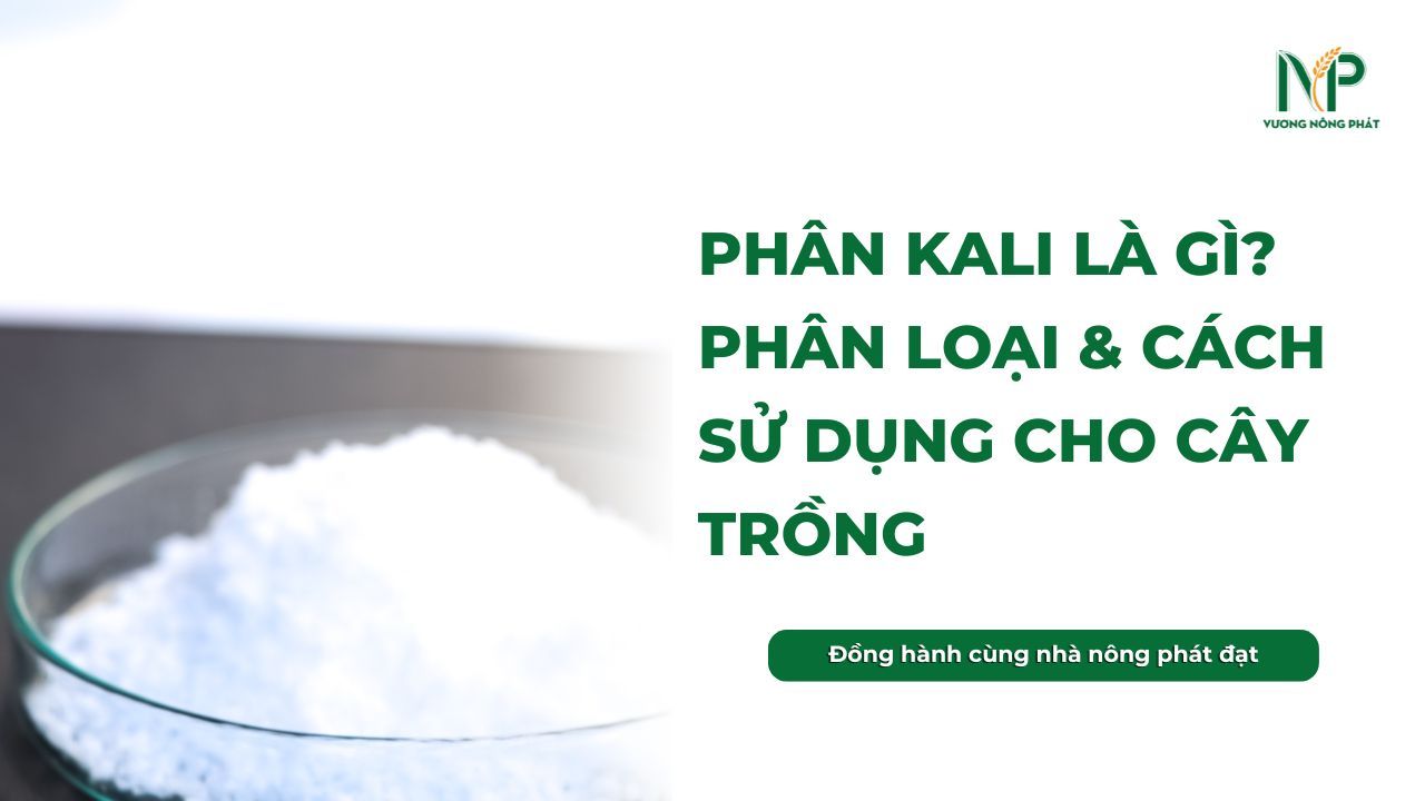 Phân Kali là gì